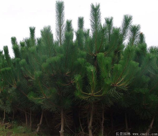 黑松造型 黑松造型