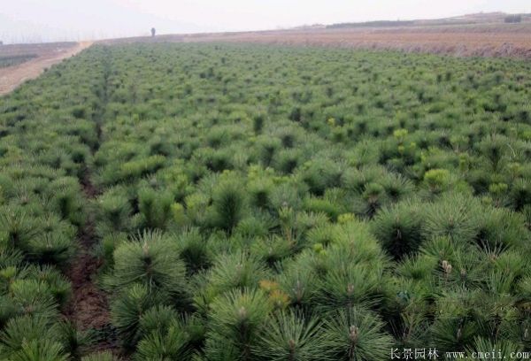 沭陽黑松的規格 沭陽黑松的規格