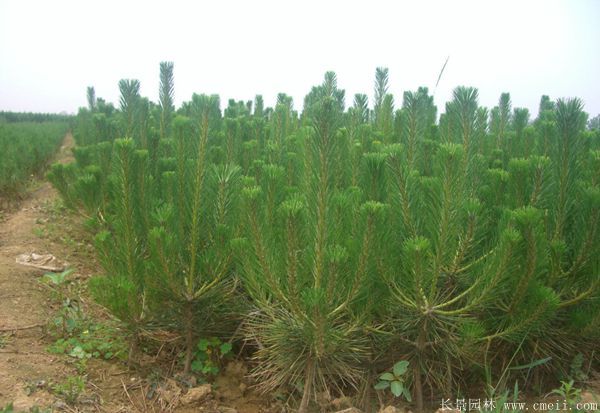 沭陽黑松的優勢 沭陽黑松的優勢