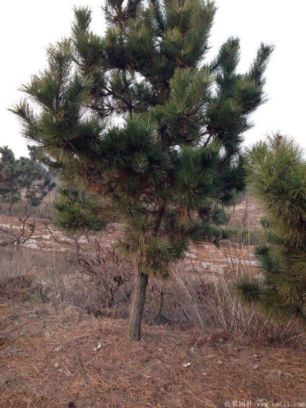 沭陽黑松的優勢 沭陽黑松的優勢