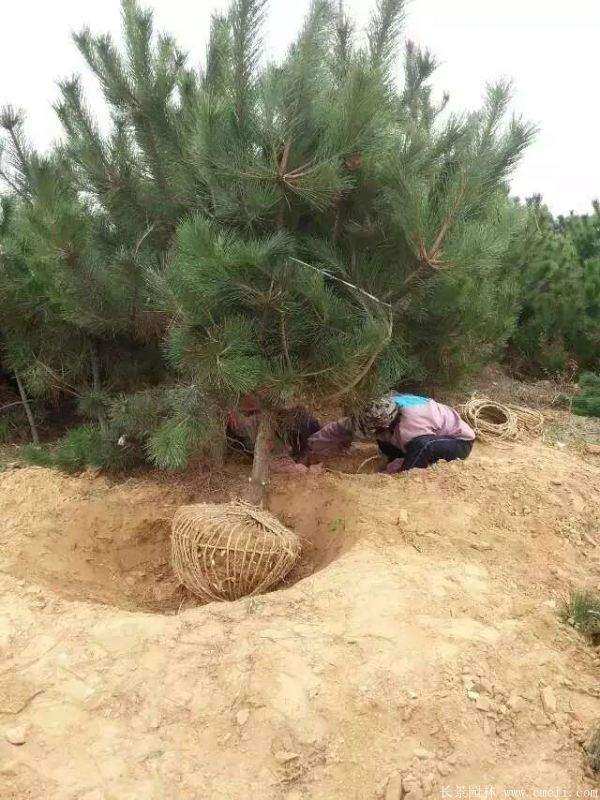 沭陽黑松的優勢 沭陽黑松的優勢