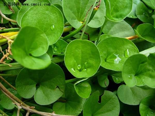 馬蹄金圖片 馬蹄金圖片