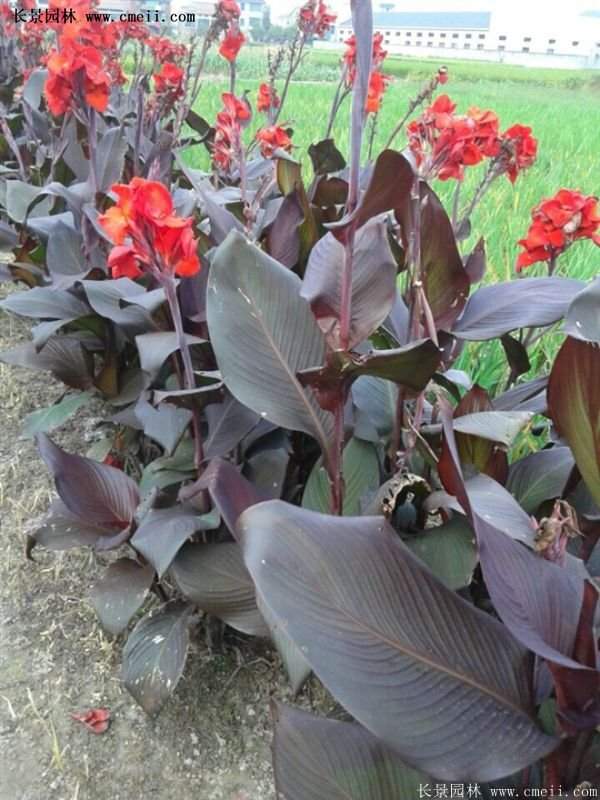 紫葉美人蕉基地