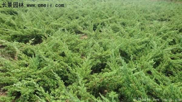 沭陽(yáng)地柏苗