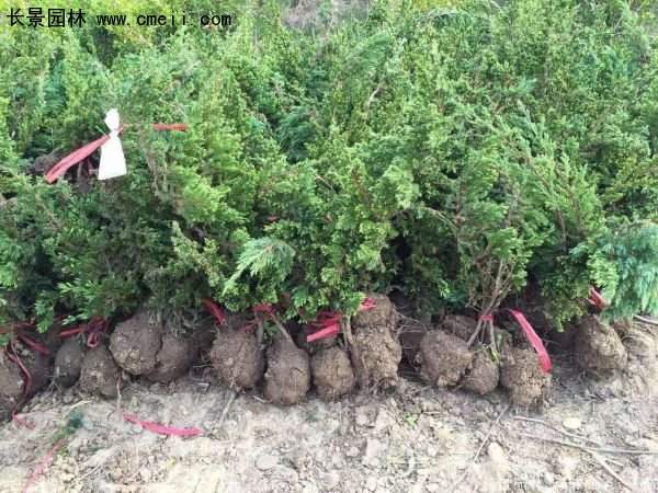 沭陽(yáng)30-80冠幅地柏苗