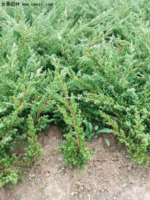 沭陽(yáng)30-80冠幅地柏苗