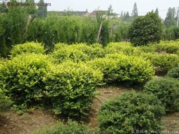 沭陽金葉女貞球 沭陽金葉女貞球