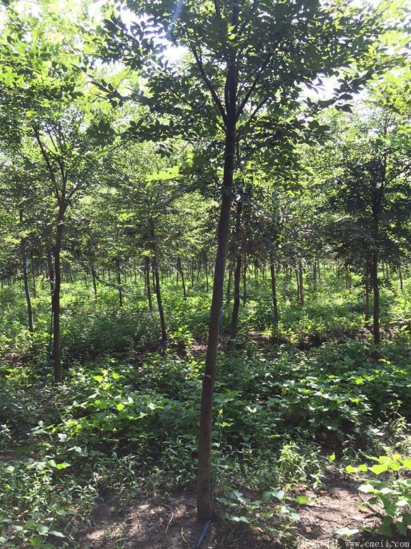 供應(yīng)6-8公分的櫸樹(shù)價(jià)格市場(chǎng)比較低