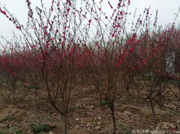 紅葉碧桃圖片紅葉碧桃基地實(shí)拍 紅葉碧桃圖片紅葉碧桃基地實(shí)拍