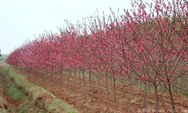 紅葉碧桃圖片紅葉碧桃基地實(shí)拍 紅葉碧桃圖片紅葉碧桃基地實(shí)拍