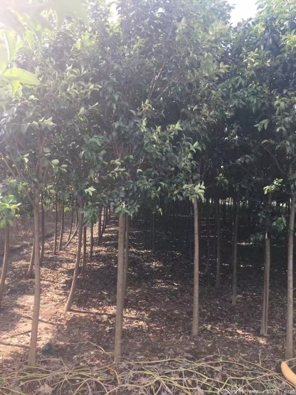 大葉女貞圖片大葉女貞基地實(shí)拍 大葉女貞圖片大葉女貞基地實(shí)拍