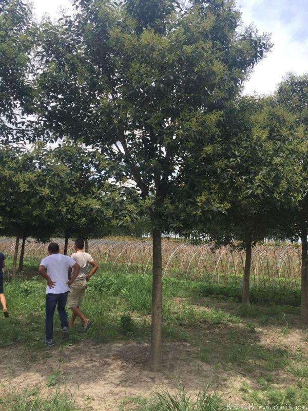 大葉女貞圖片大葉女貞基地實(shí)拍 大葉女貞圖片大葉女貞基地實(shí)拍