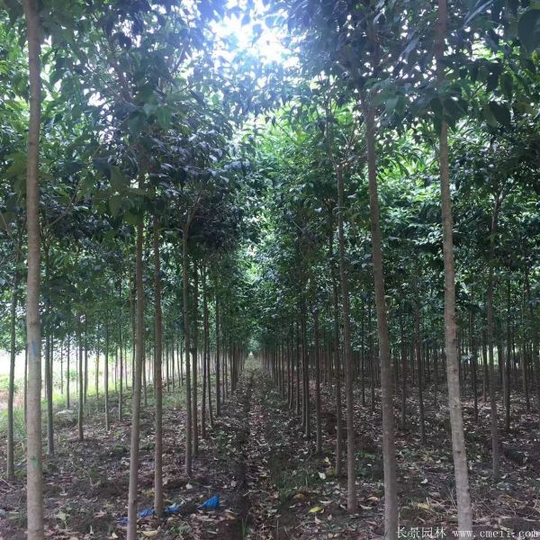 大葉女貞圖片大葉女貞基地實(shí)拍 大葉女貞圖片大葉女貞基地實(shí)拍