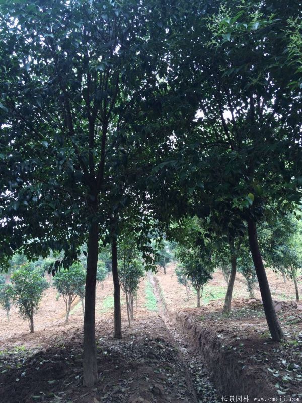 大葉女貞圖片大葉女貞基地實(shí)拍 大葉女貞圖片大葉女貞基地實(shí)拍