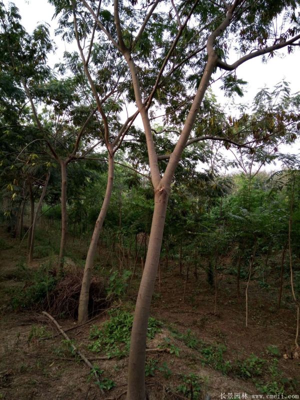 合歡樹圖片合歡樹基地實拍 合歡樹圖片合歡樹基地實拍