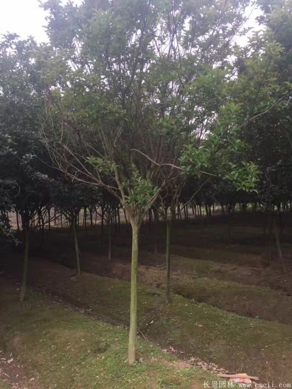 紫薇樹圖片基地實拍