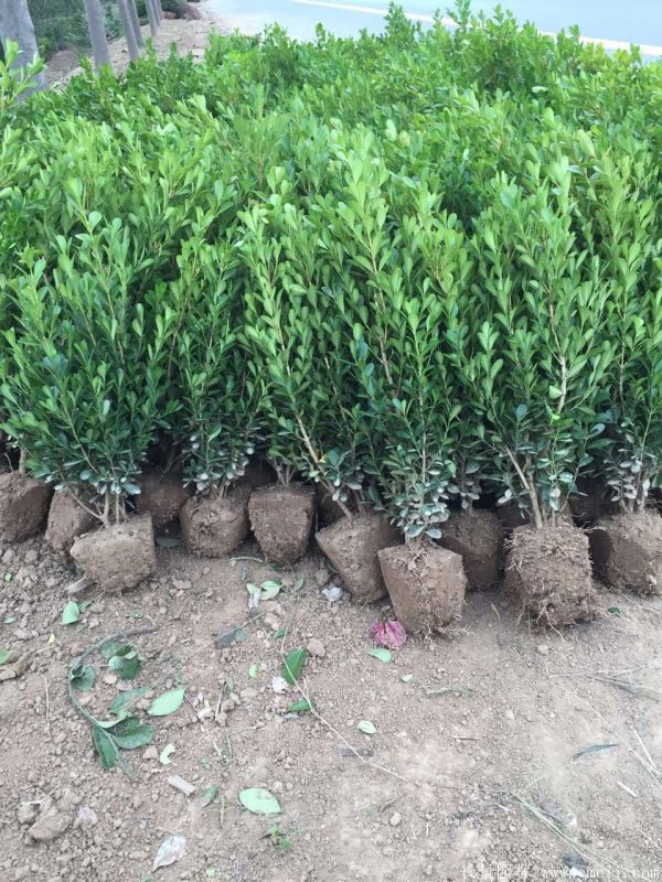 小葉黃楊圖片基地實拍 小葉黃楊圖片基地實拍