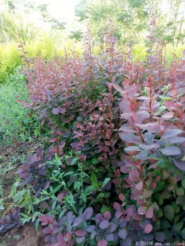 紅葉小檗圖片基地實拍 紅葉小檗圖片基地實拍