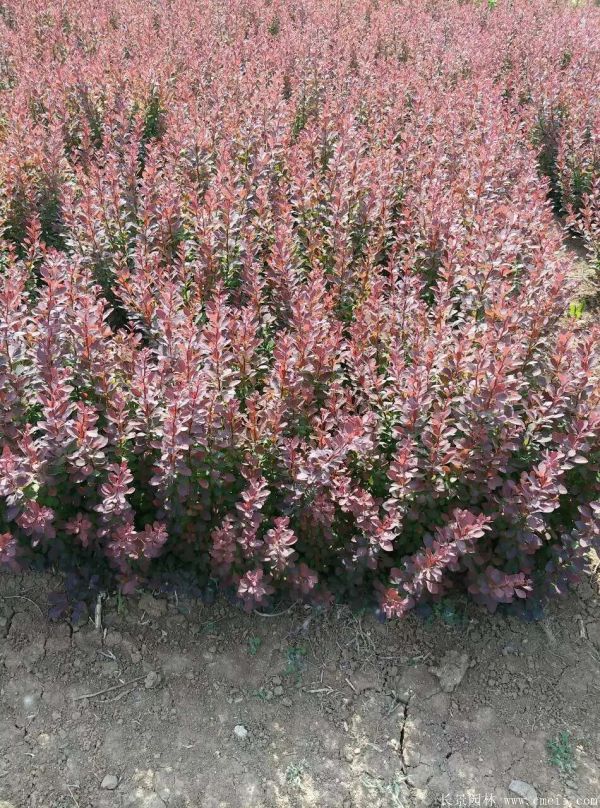 紅葉小檗圖片基地實拍 紅葉小檗圖片基地實拍