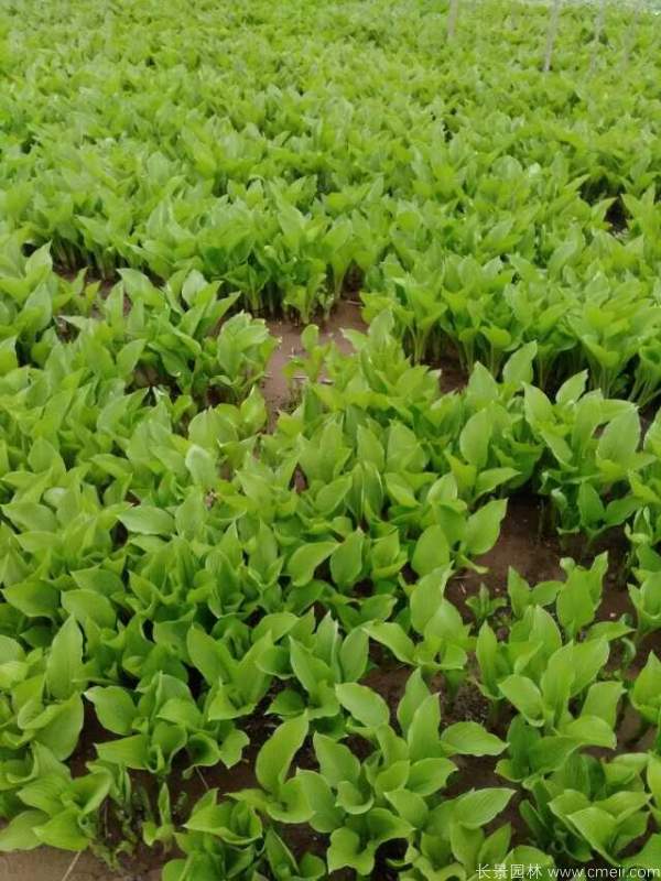 玉簪花圖片基地實拍