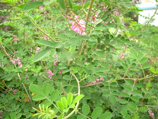 多花木蘭種子發芽出苗圖片