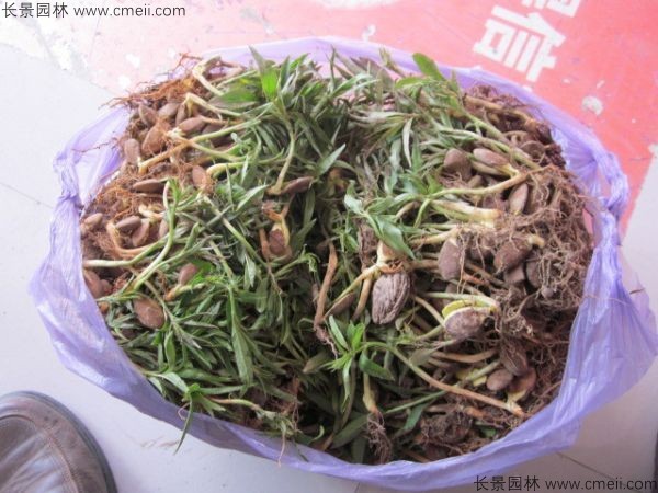 山桃種子發芽出苗圖片