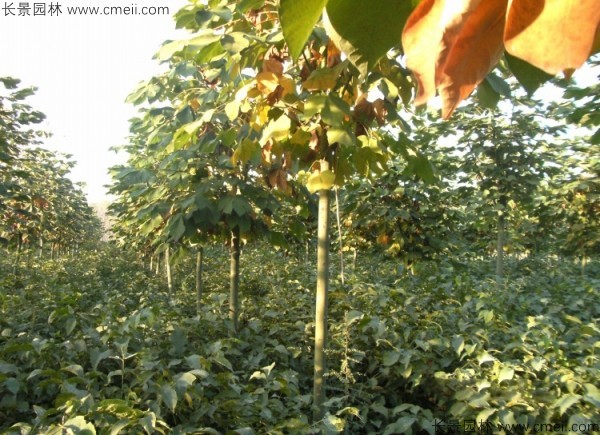 青桐種子發(fā)芽出苗圖片