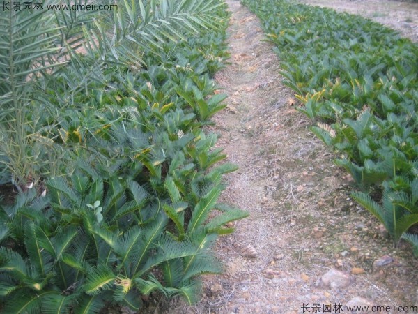 鐵樹種子發芽出苗圖片