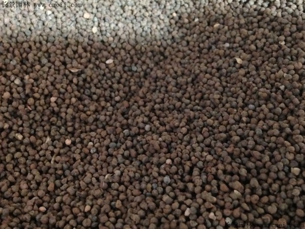 醉蝶花種子圖片 醉蝶花種子圖片