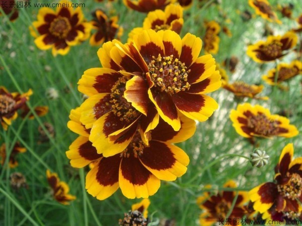 金雞菊種子發(fā)芽出苗開(kāi)花圖片 金雞菊種子發(fā)芽出苗開(kāi)花圖片