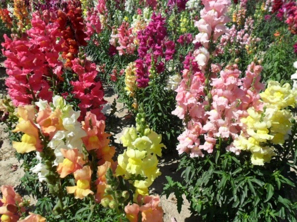 金魚草的花期有多長時間