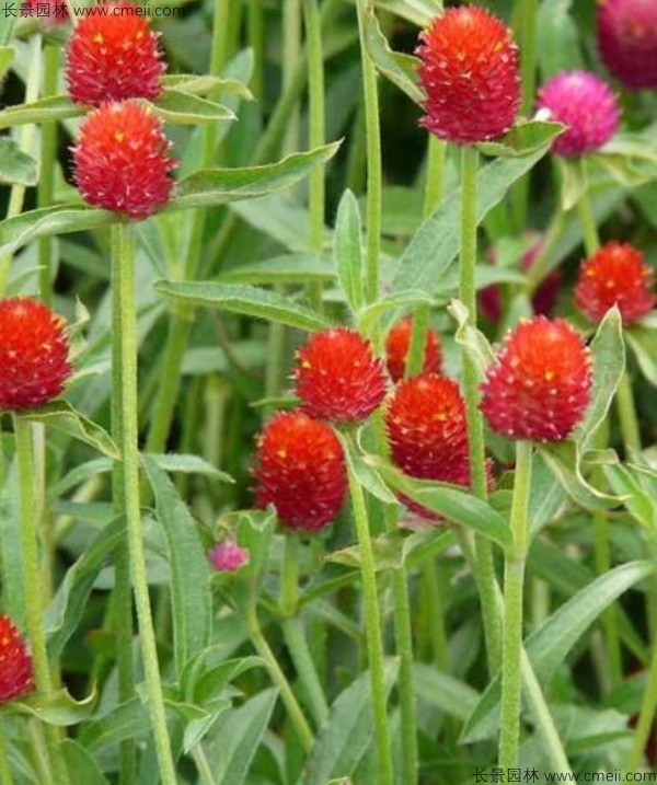 千日紅種子發芽出苗開花圖片