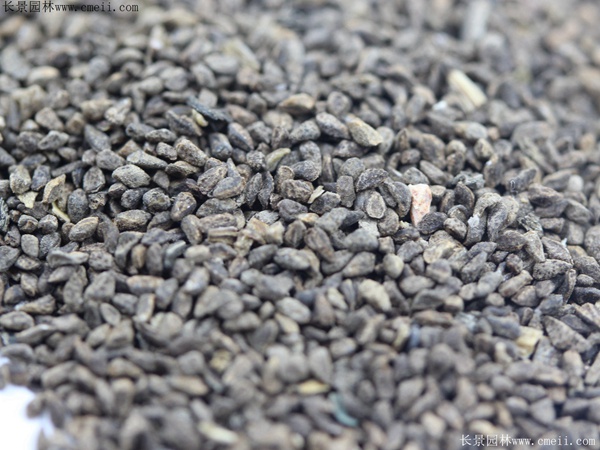 古代稀種子圖片