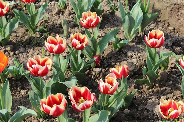 郁金香開(kāi)花圖片 郁金香開(kāi)花圖片