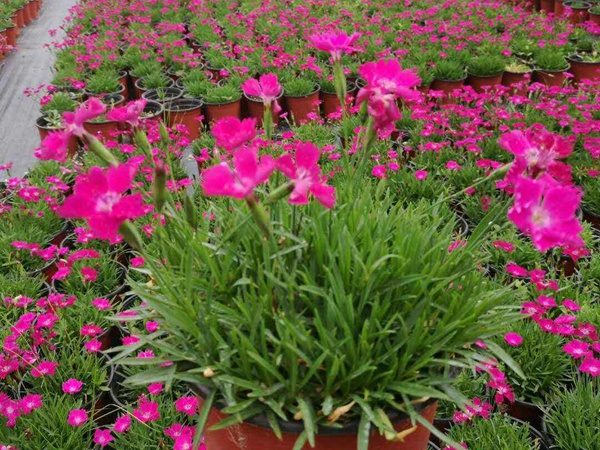 少女石竹 少女石竹