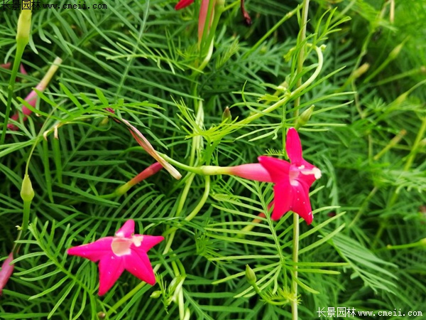 羽葉鶯蘿 羽葉鶯蘿