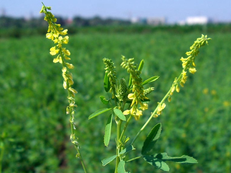 黃花草木樨 黃花草木樨