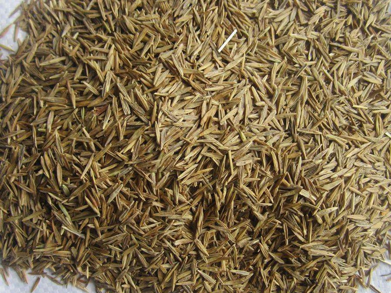 無(wú)芒雀麥種子 無(wú)芒雀麥種子