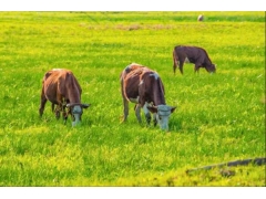 1000頭豬需要多少牧草