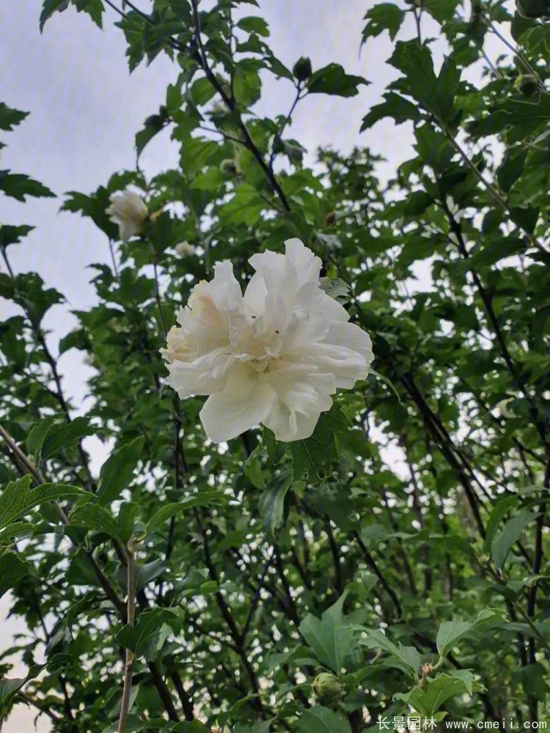 重瓣白牡丹白色木槿 重瓣白牡丹白色木槿