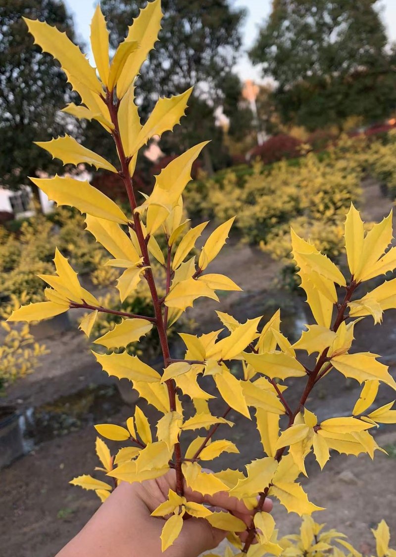 黃金枸骨 黃金枸骨