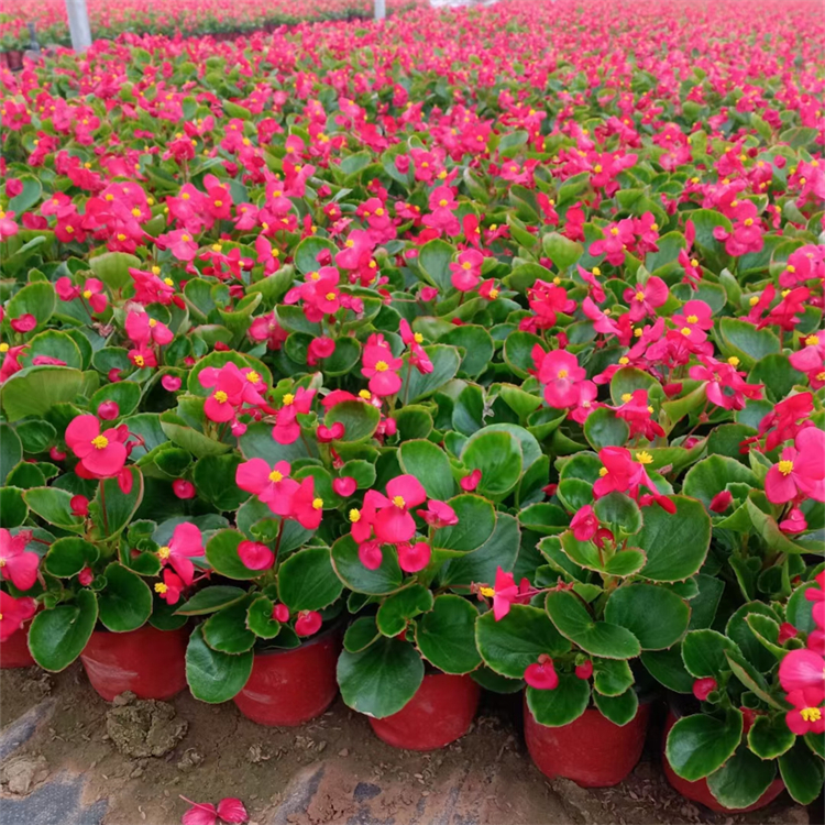 四季海棠秋海棠 四季海棠秋海棠