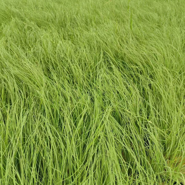 野牛草營養缽苗容器苗 野牛草營養缽苗容器苗