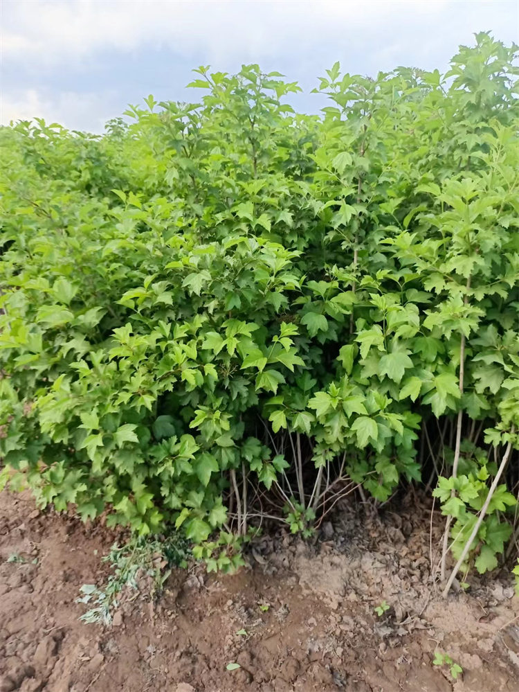 天目瓊花 天目瓊花