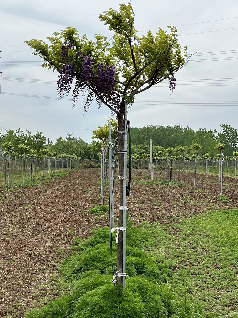 八重黑龍重瓣紫藤花紫藤樹 八重黑龍重瓣紫藤花紫藤樹