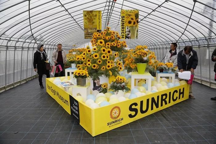 富陽(yáng)特系列向日葵 富陽(yáng)特系列向日葵