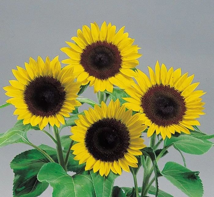 富陽(yáng)特系列向日葵 富陽(yáng)特系列向日葵
